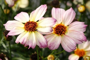 Coreopsis 'Nova Jewel' New 2025